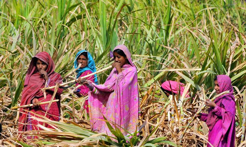 Pakistani Village Girls Picture