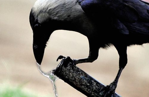 crow drinking water in heat
