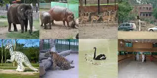 Govt Punjab Wildlife, Forest,