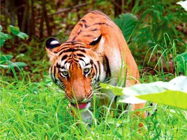 Animal-treatment-methods
