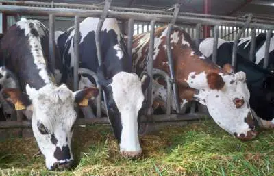 Dairy Farm Management Trainee